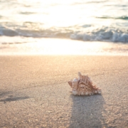 beach-4301479_1920 cauris sur la plage