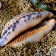 gastropod-4431619_1920 cauris dans le sable